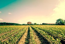 Rural